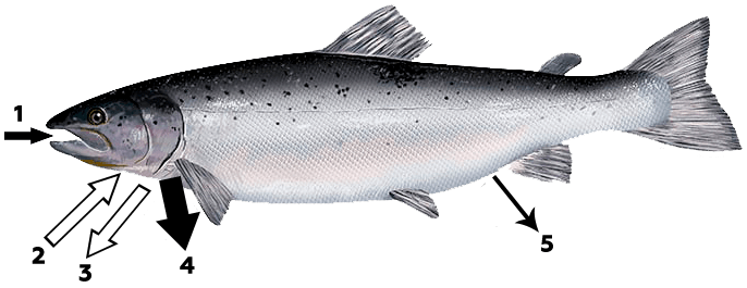 обмен солей и воды у лосося в пресной воде узв форель
