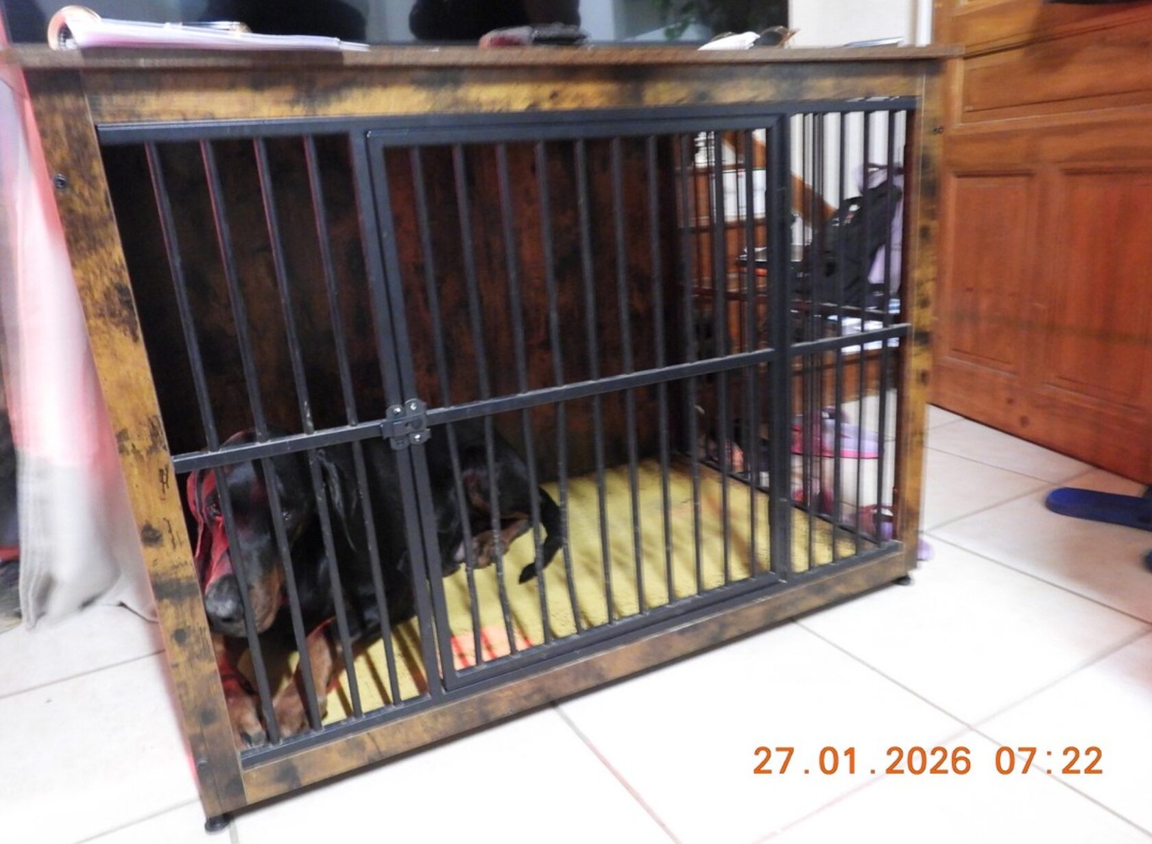 Dogs seized during an investigation into international illegal dog trafficking between Serbia and France