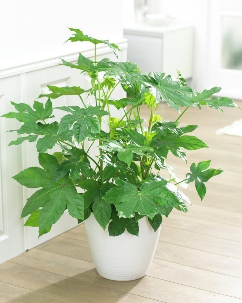 Potted plant on wooden shelf