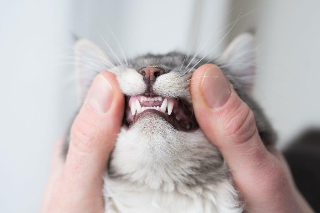 Как проходит лечение зубов у кошек