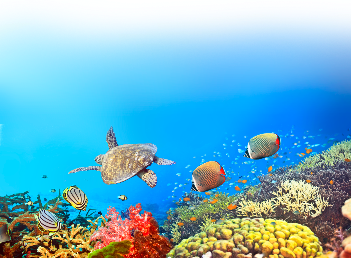 Дайвинг в Австралии. Большой барьерный риф