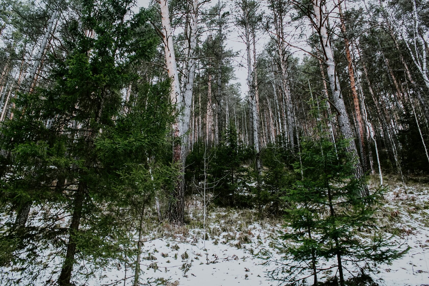 Зимний лес Шерегеш