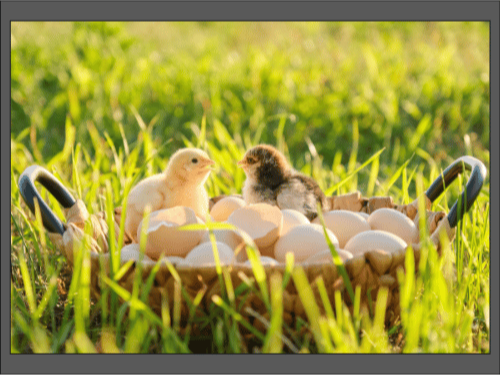 Два цыплёнка сидят рядом с яйцами в корзине на зелёной траве.