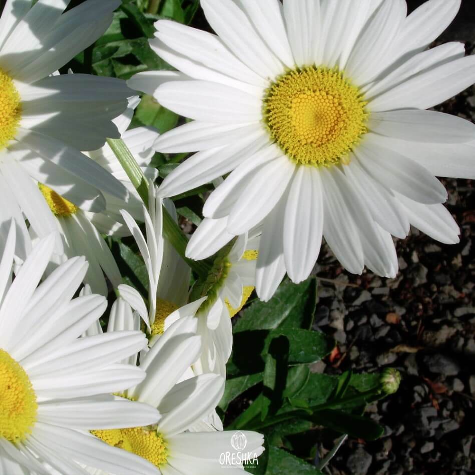 Seeds of Chamomile Silver Princess (Leucanthemum) — 50 pcs