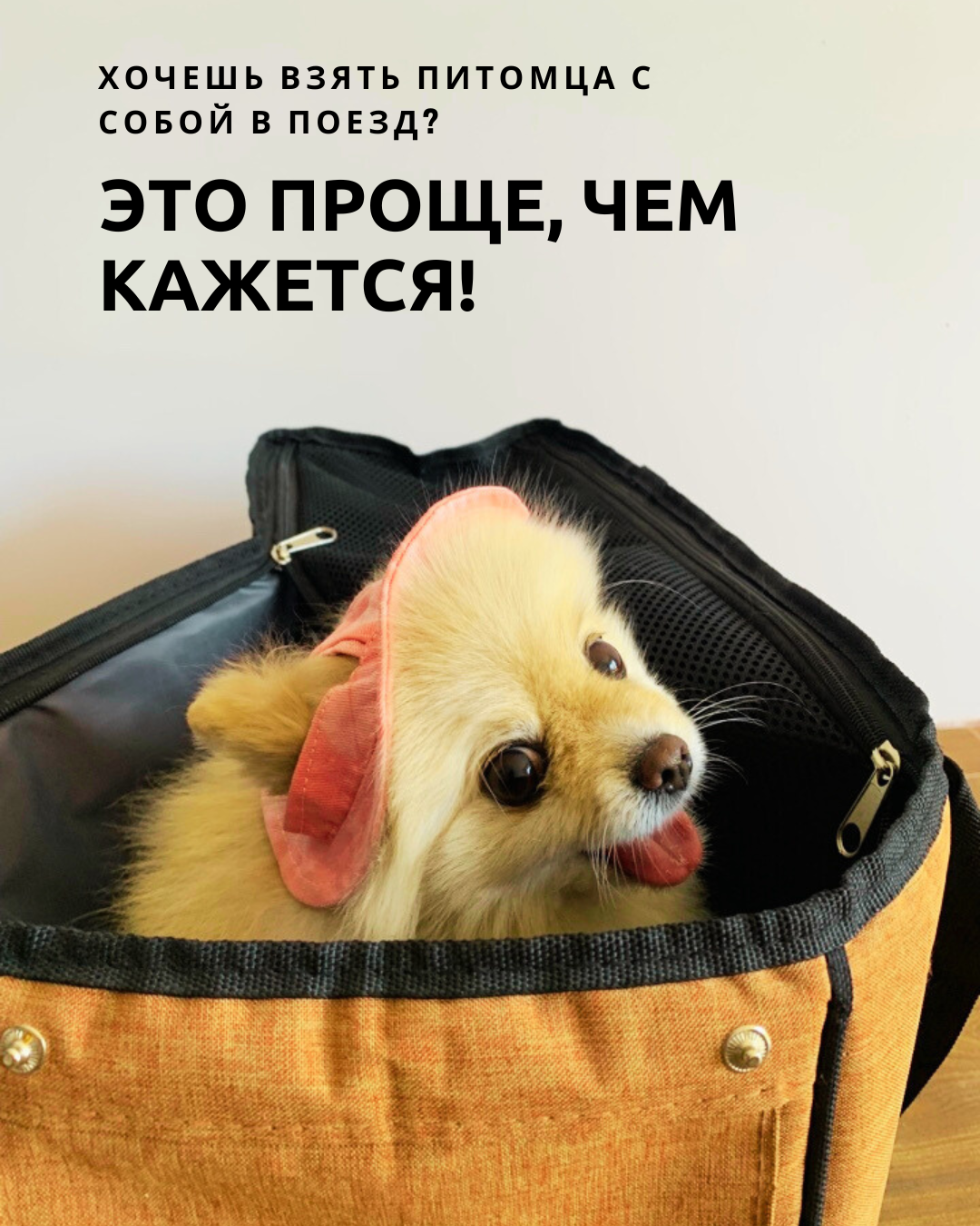 Путешествия в поезде с питомцами