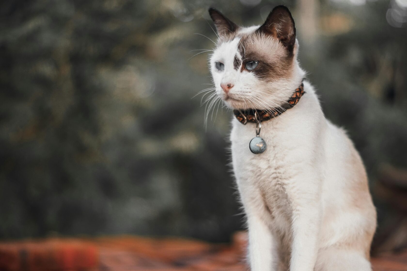 красивая белая беспородная кошка