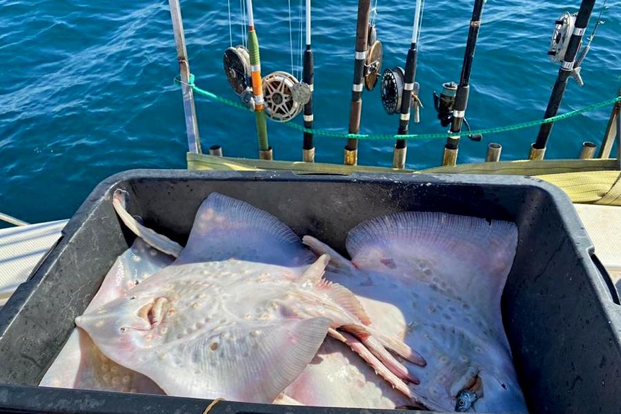 Рыбалка на крупную рыбу в Анапе. Туристика-лайф