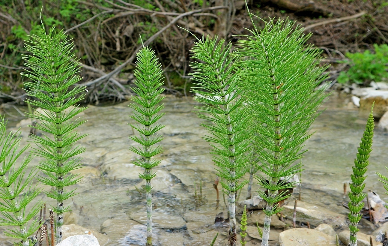 Хвощ полевой (Equisetum arvense)