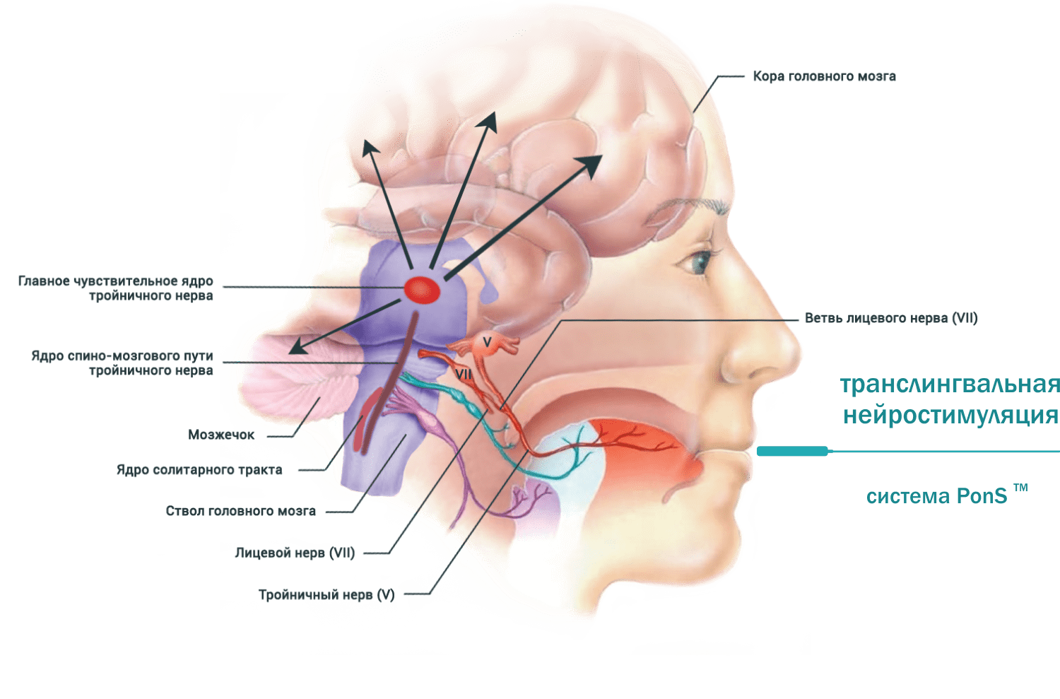 Транскраниальная электростимуляция головного мозга аппарат. Тройничный нерв головного мозга. Транслингвальная стимуляция головного мозга. Лицевой нерв в головном мозге.
