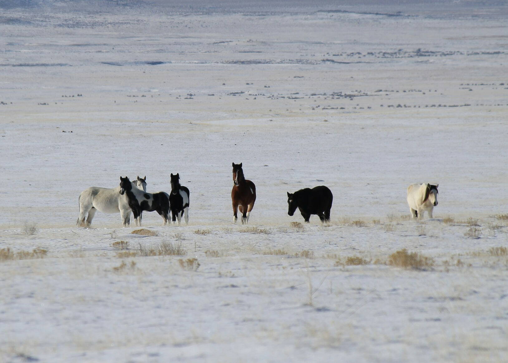 Wild Horse Gravel Race