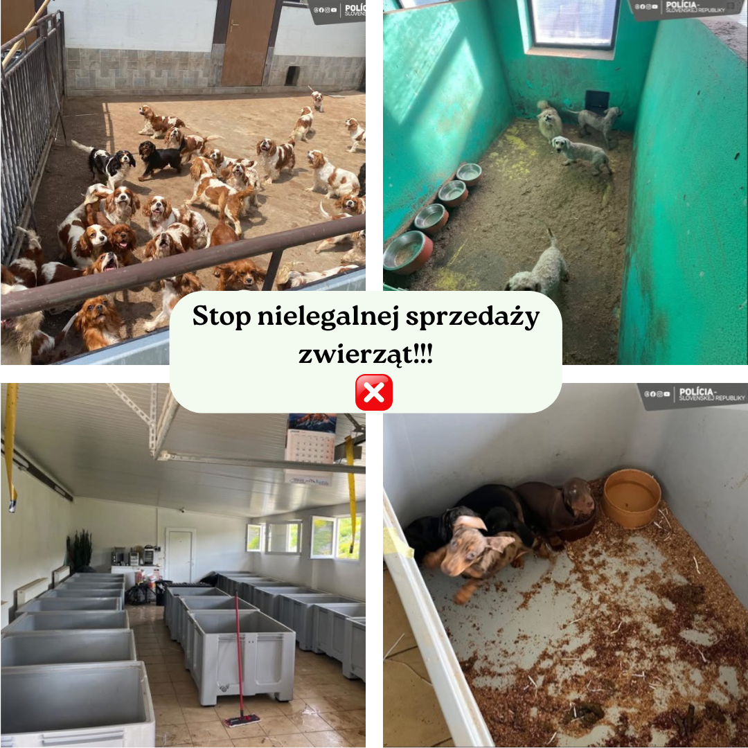 Psy uratowane z nielegalnej hodowli na Słowacji