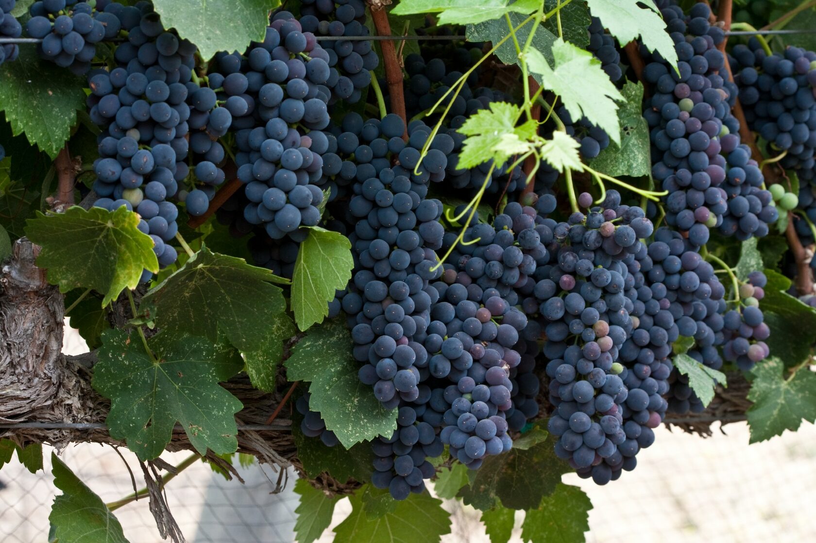 Виноград для вина купить. Шираз виноград. Сорта красного винограда Сира.