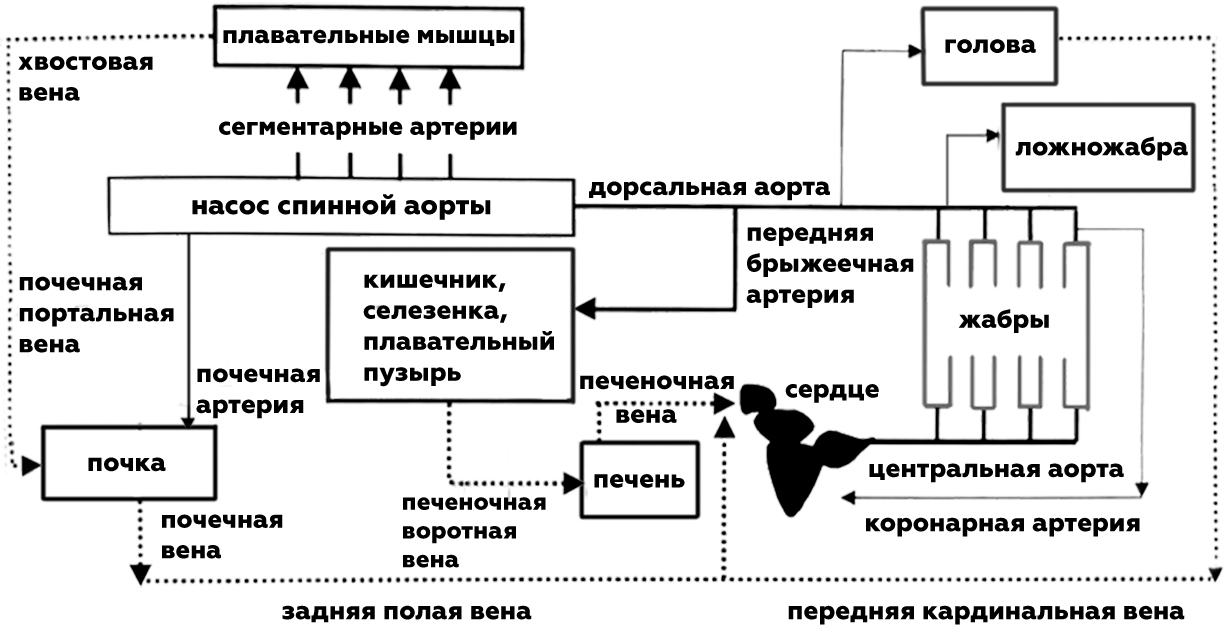 схема кровеносной системы лосося узв форель