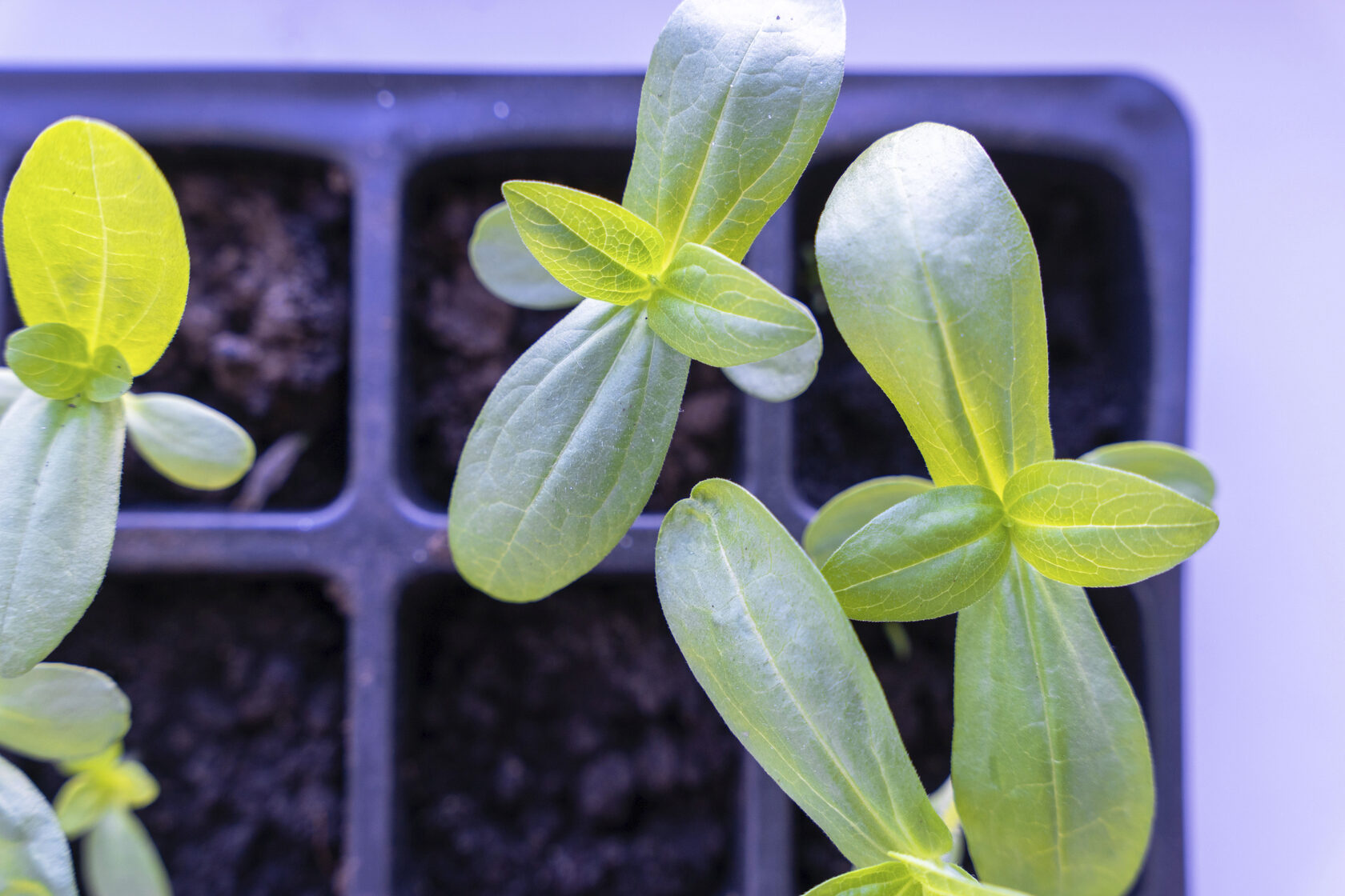 Seedlings in a black seed tray, showcasing vibrant green leaves, ideal for beginner vegetable gardening.