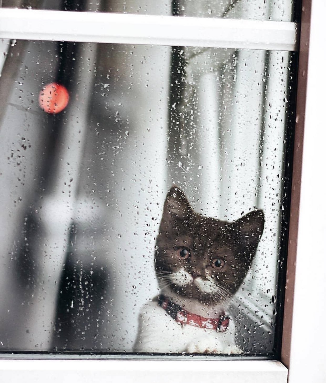 Статистика падений кошек из окон.