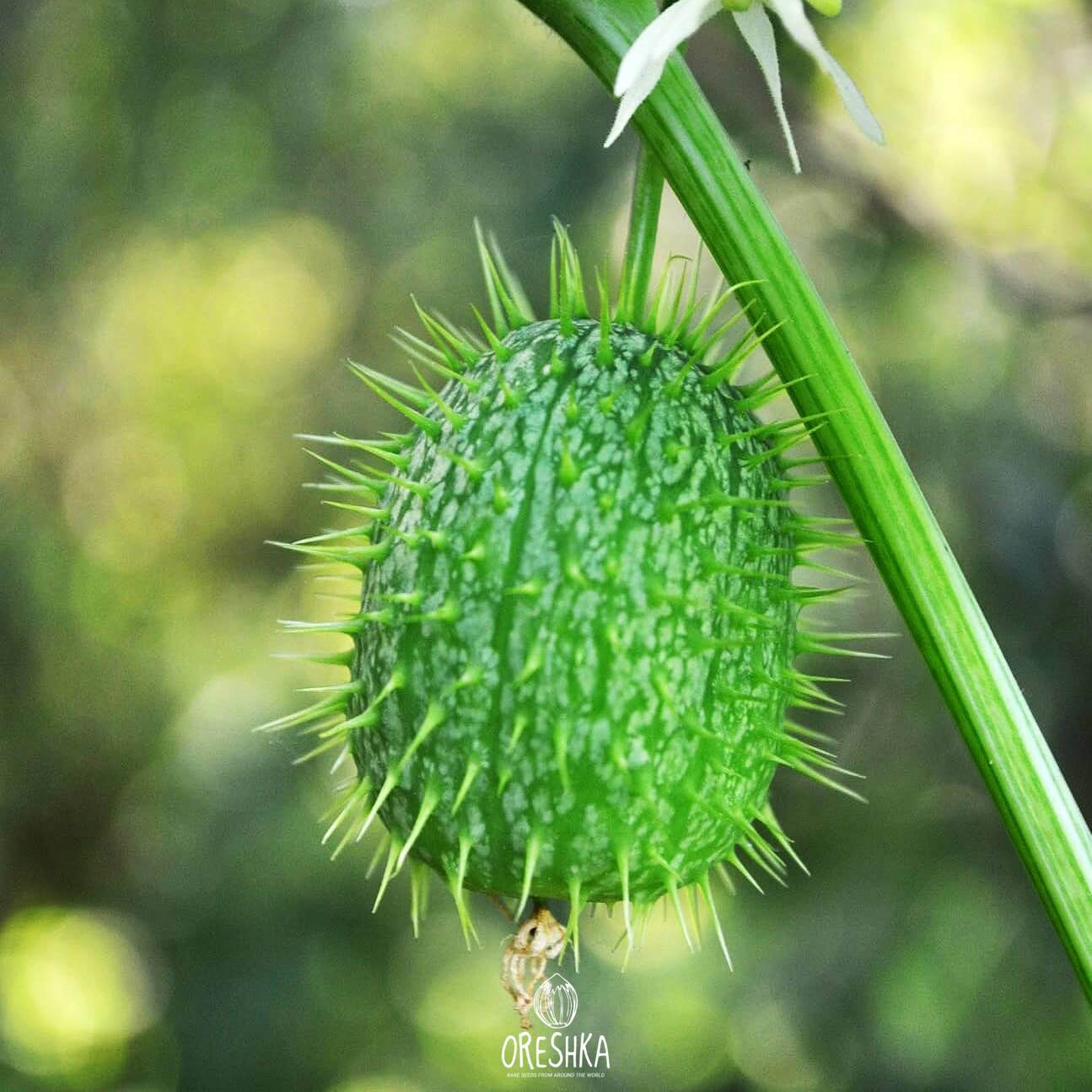 Climbing Plant & Liana Seeds — Oreshka Seeds