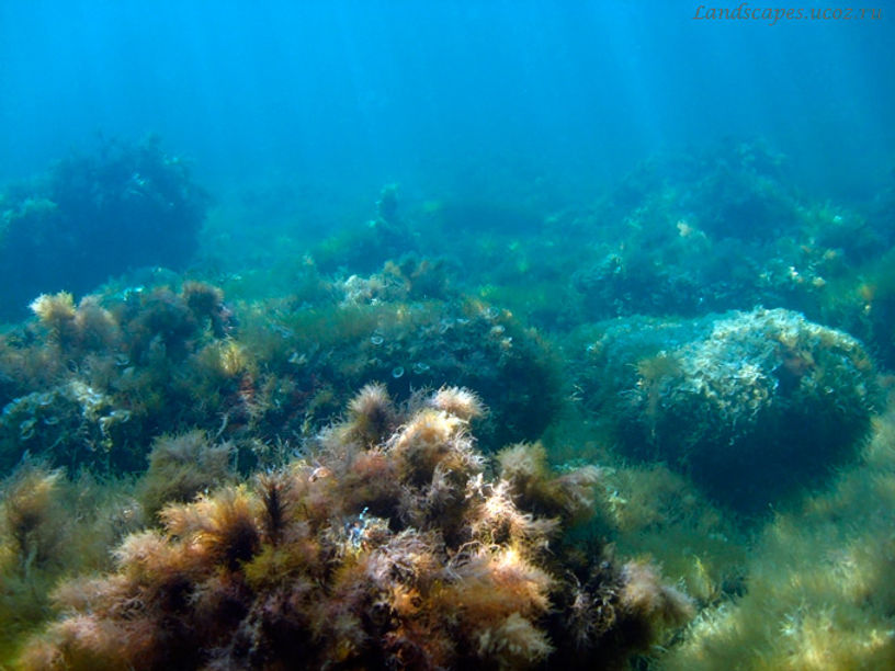 Черное море глубина. Дно черного моря. Морское дно черного моря. Дно Черноморского моря. Черное море дно моря.