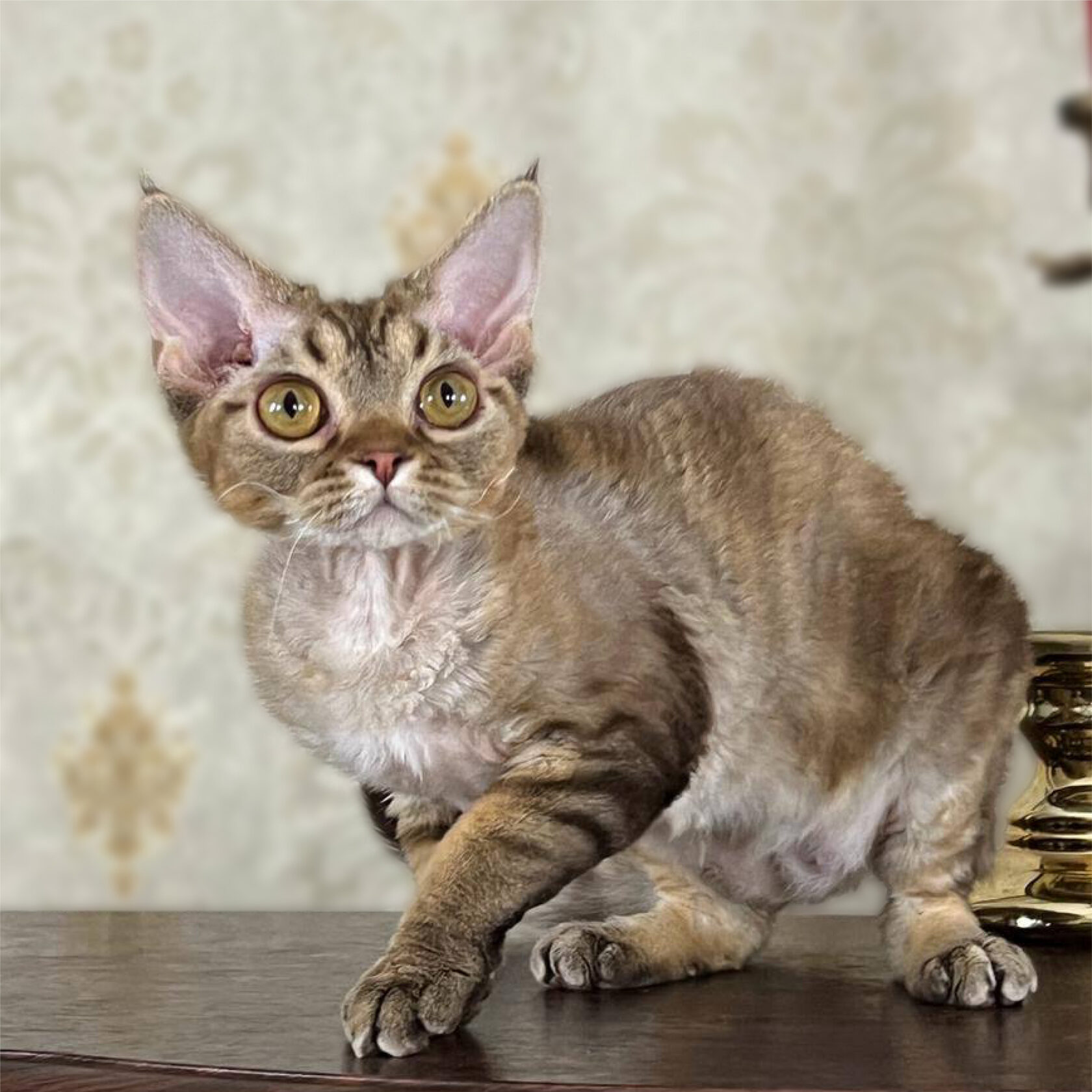 Devon Rex Cattery For Sale Devon Rex Kittens For Sale Devon Rex Breeder