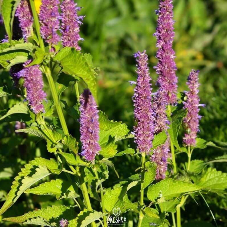 Seeds of Lofant anise (Agastache foeniculum) — 30 pcs