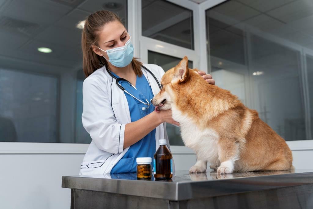 биокан, биокан вакцина, биокан для собак, вакцина для собак биокан, вакцинация собак, вакцинация от бешенства собак, вакцинация собак график, схема вакцинации собак