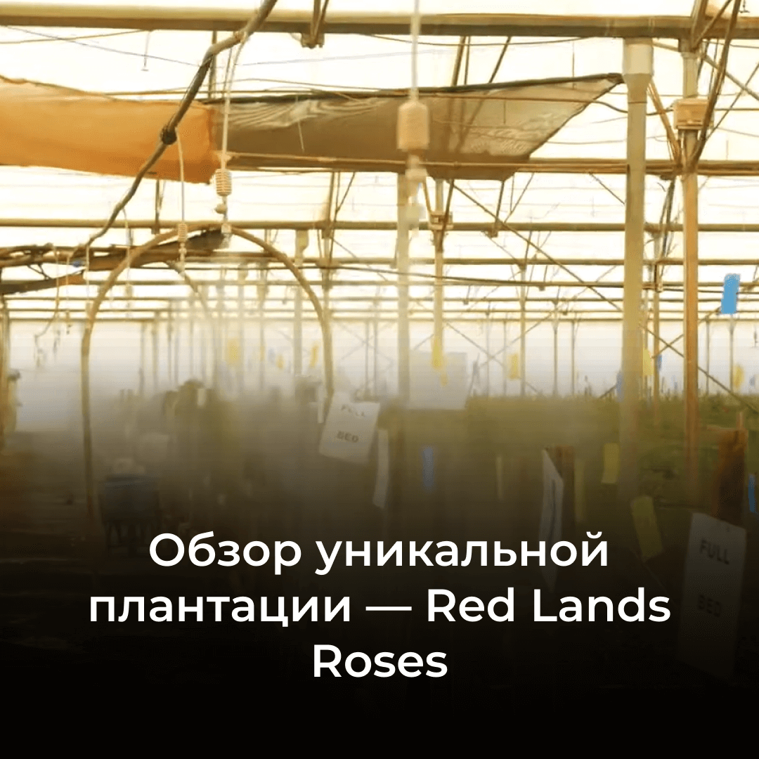 Плантация Red Lands: обзор производителя из Кении с 28 Га площади и сотнями сортов
