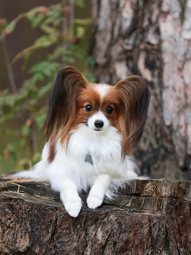 папийон на пеньке в лесу