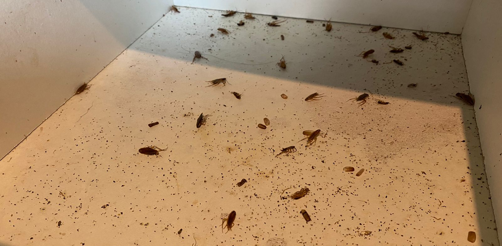 Борная от тараканов в квартире
