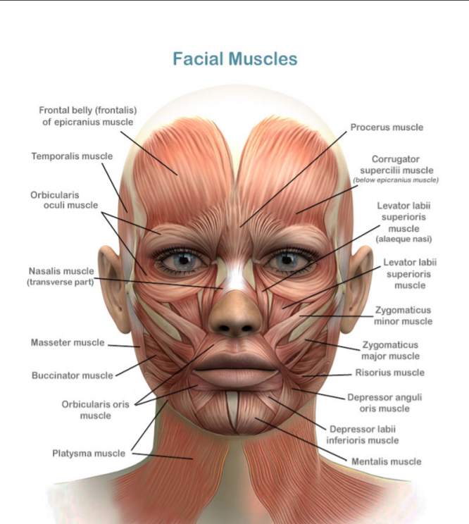 Stimulate your Muscles with Microcurrent