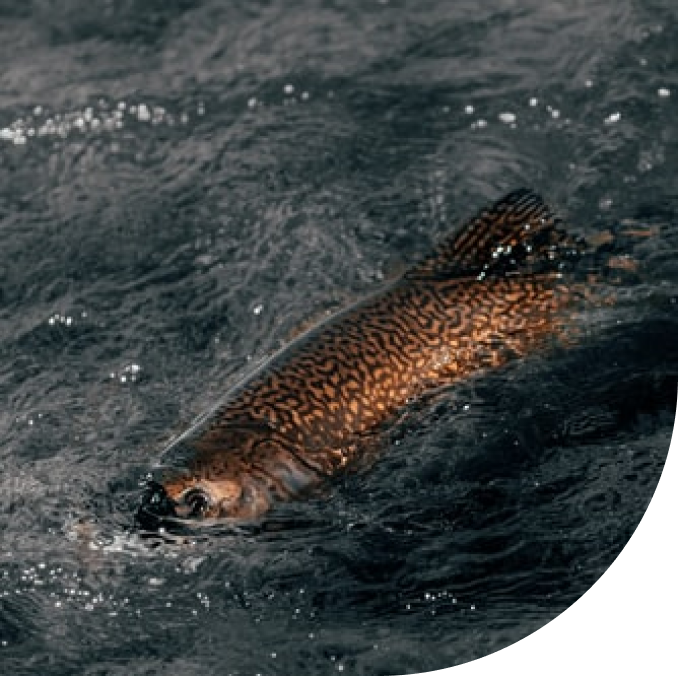 Замороженная копчёная рыба Екатеренбург