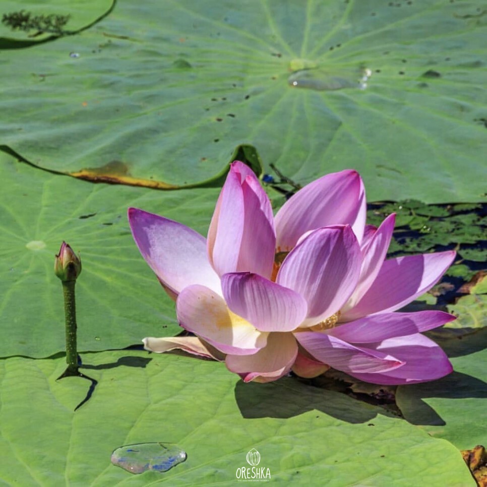Nelumbo komarovii seed pods ornamental dry autumn