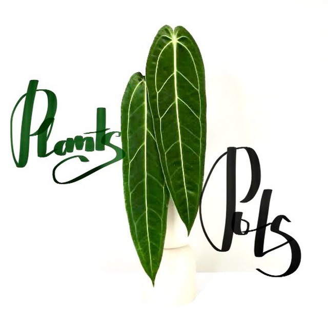 Plants&amp;Pots