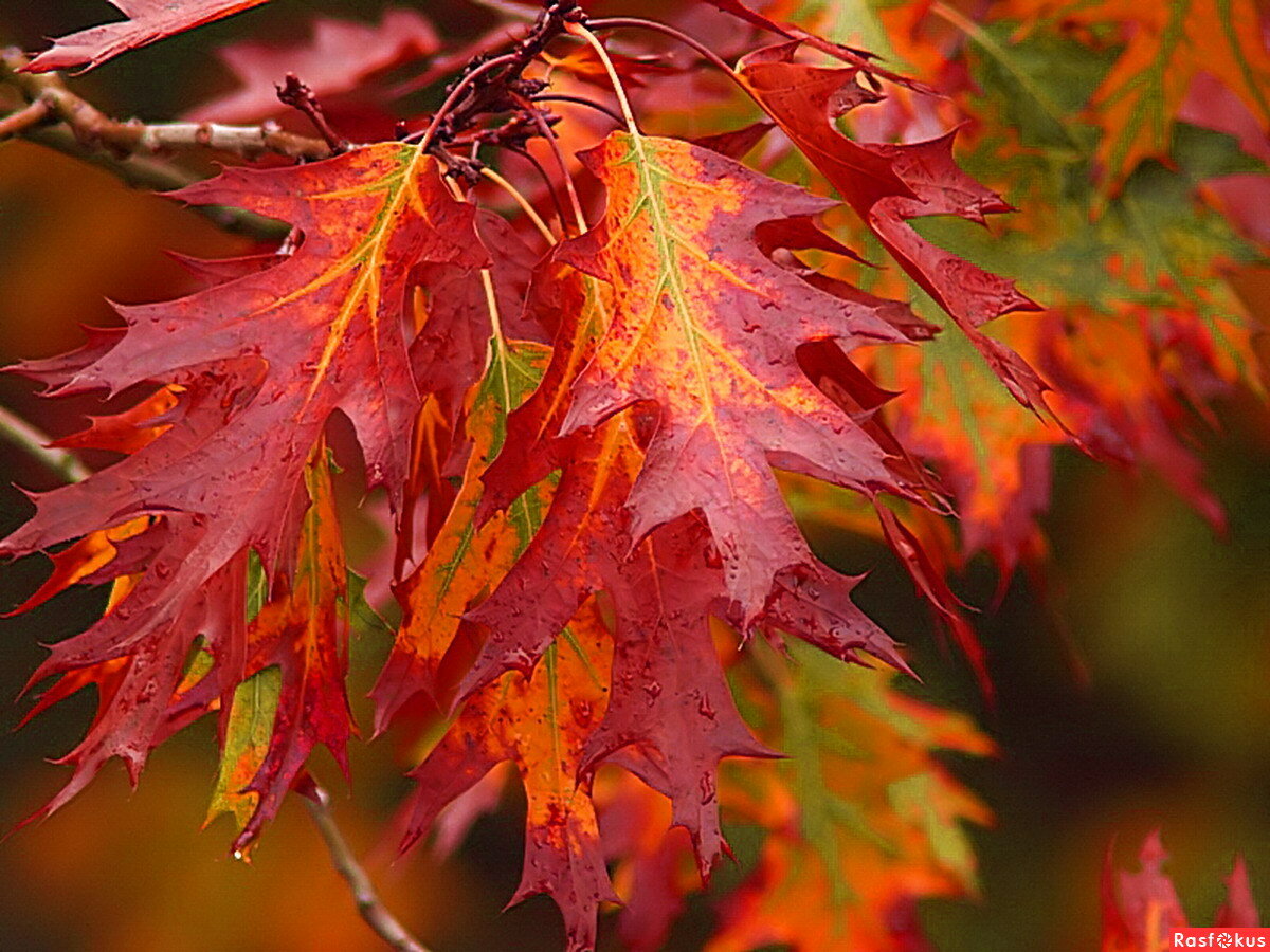 Дуб красный (Quercus rubra), агротехника великолепного по красоте растения|  Блог о ландшафтном дизайне