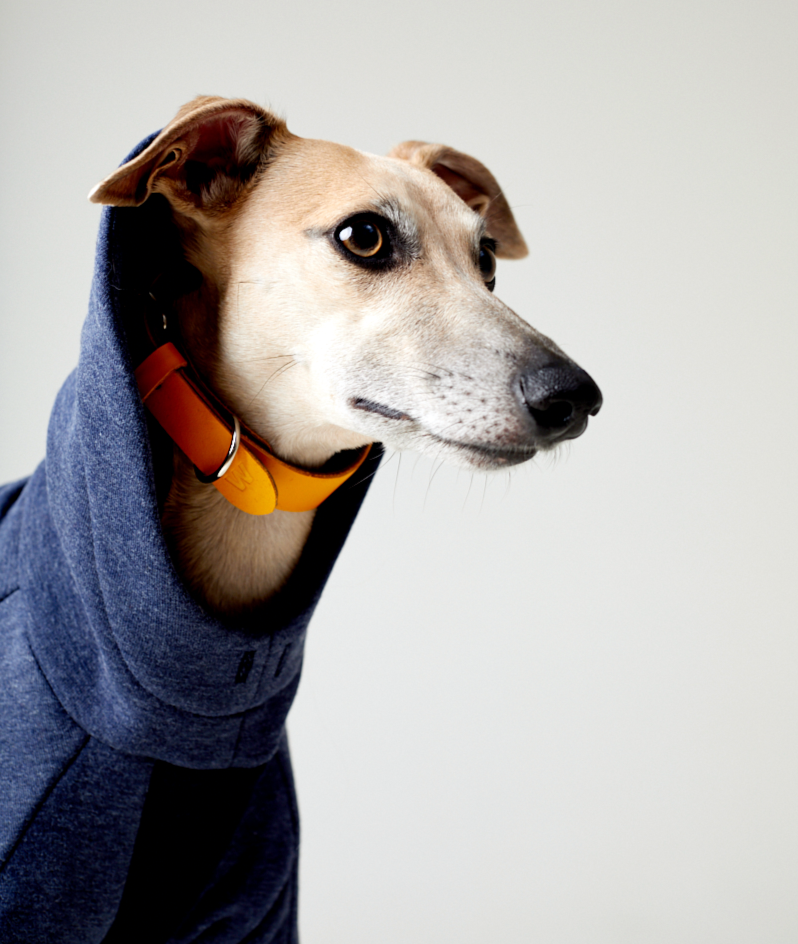 Одежда для бультерьеров и французских бульдогов