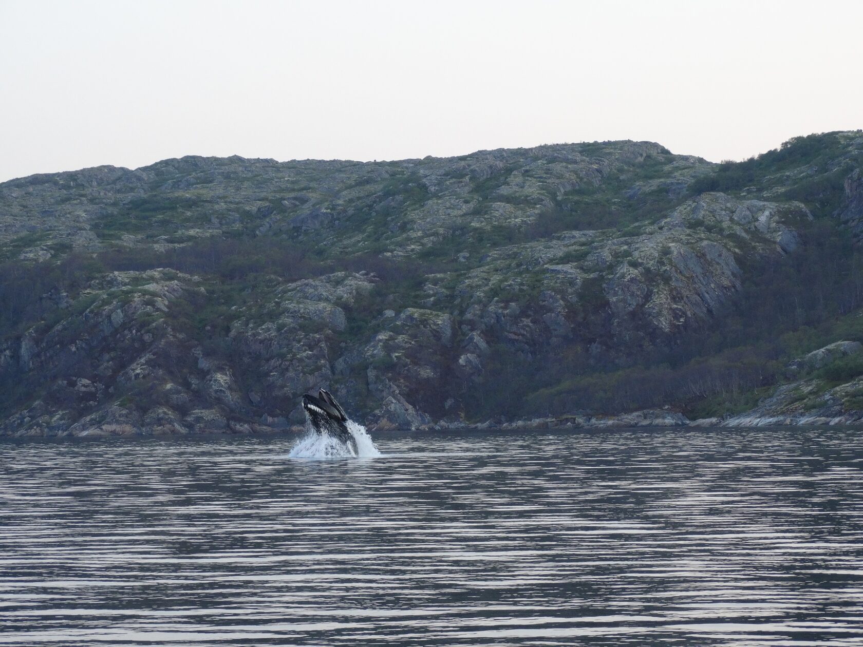 Кит в Баренцевом море Туристическая база TITOVKA fishing & diving