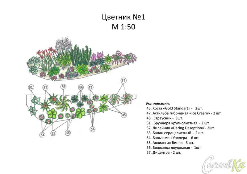 Схема посадки гейхеры