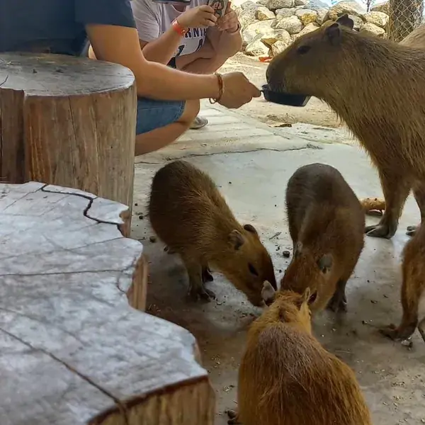 Капибар кормят из чёрной миски