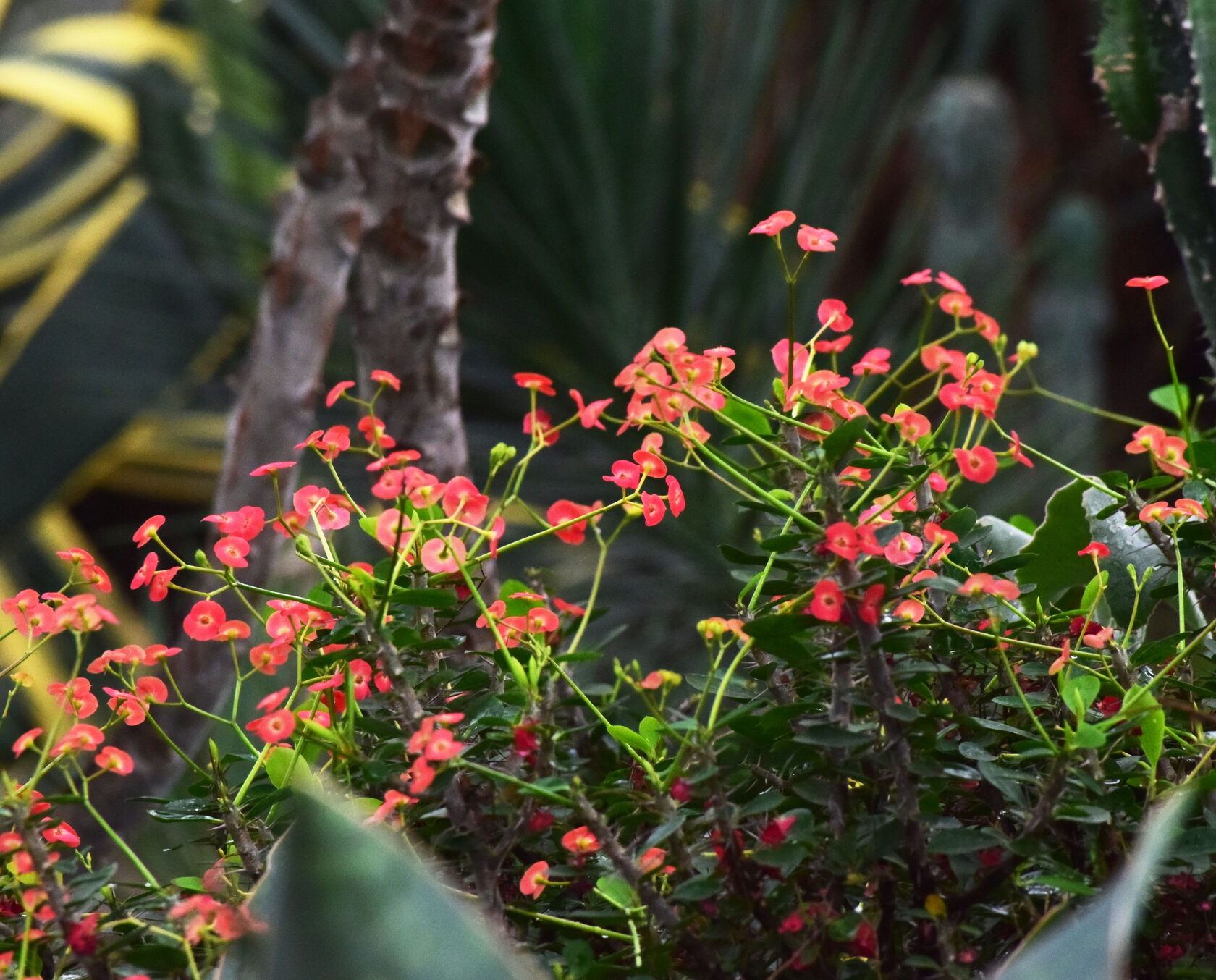 Малочай Миля. Кустарник, многолетнее растение, суккулент семейства Молочайные. Название дано по имени барона Пьера Бернара Милиуса, губернатора острова Реюньон, завёзшего этот вид во Францию в 1821 г.. Ботанический сад КемГУ.Фото Журавлевой Л.В.