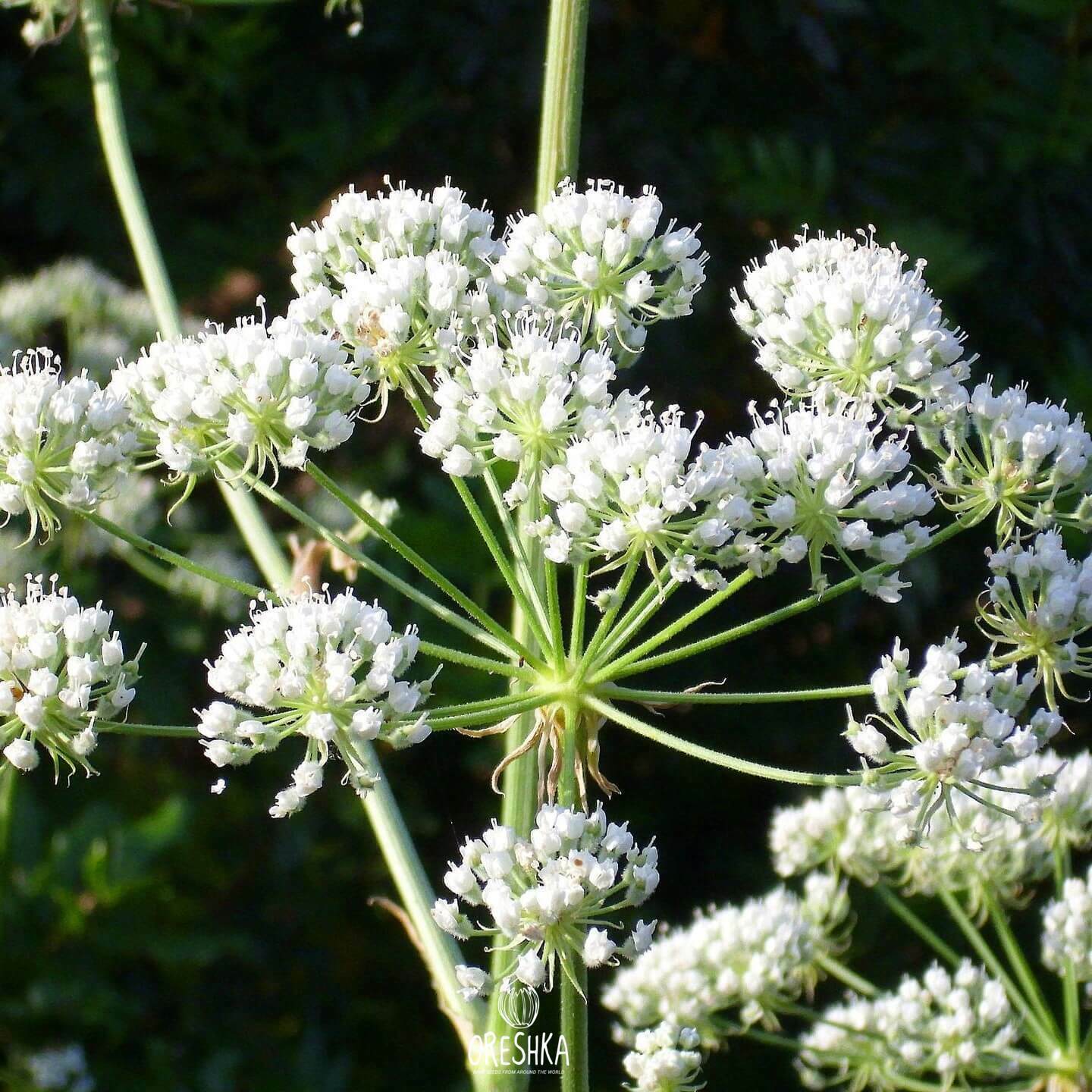 Seeds of hemlock (Conium maculatum) — 50 pcs