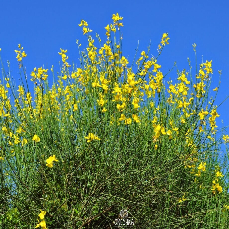 Seeds of Spanish broom (Spartium junceum) — 35 pcs