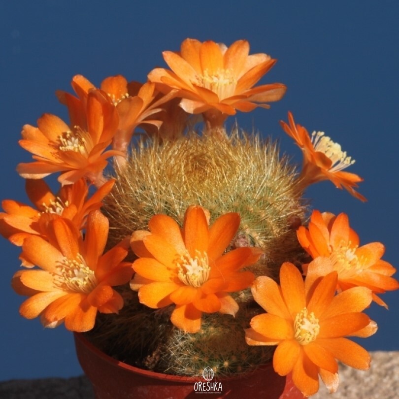 Seeds of Cactus Rebutia archibuiningiana L 404 (Rebutia archibuiningiana L 404) — 10 pcs
