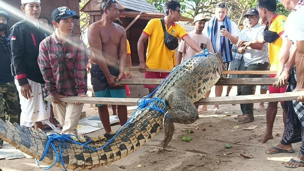 Крокодилы на острове Бали