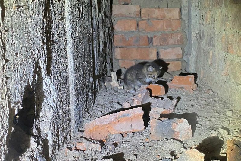 Кот застрял в вентиляционной шахте. Кот в вентиляционной трубе. Кот застрял в вентиляционной шахте. Кот в вентиляционной трубе. Кот провалился в вентиляционную шахту.