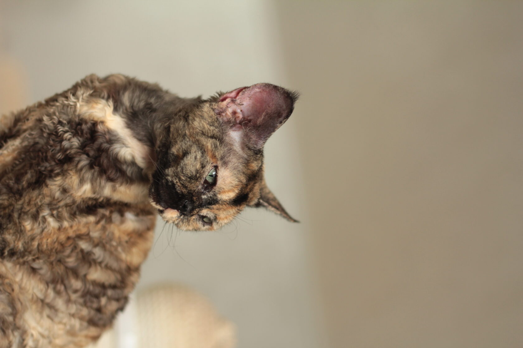 Черепаховая кошка девон-рекс