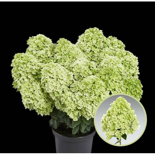 Гортензия метельчатая пансана