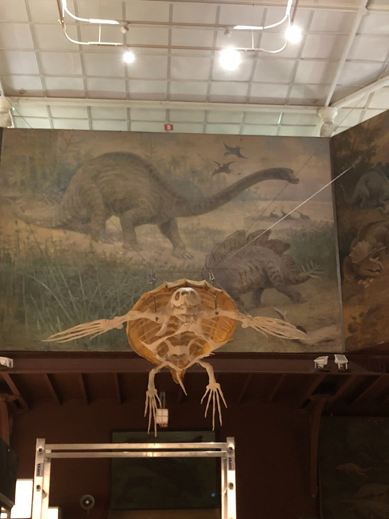 Новый экспонат в Зоологическом музее - морская кожистая черепаха