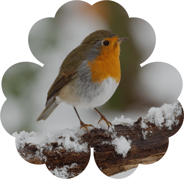 Лесные птицы