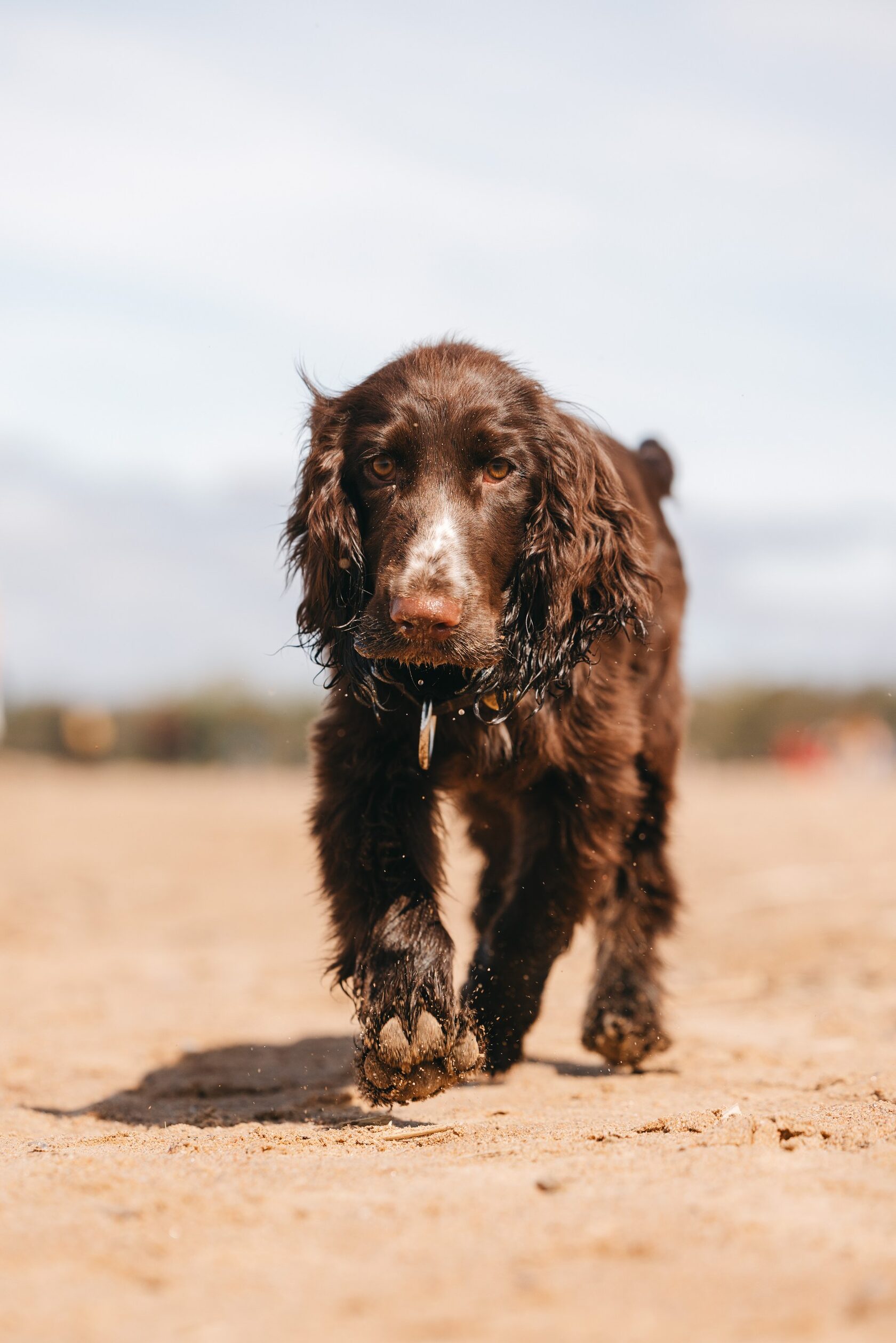 щенок филд спаниеля на берегу залива