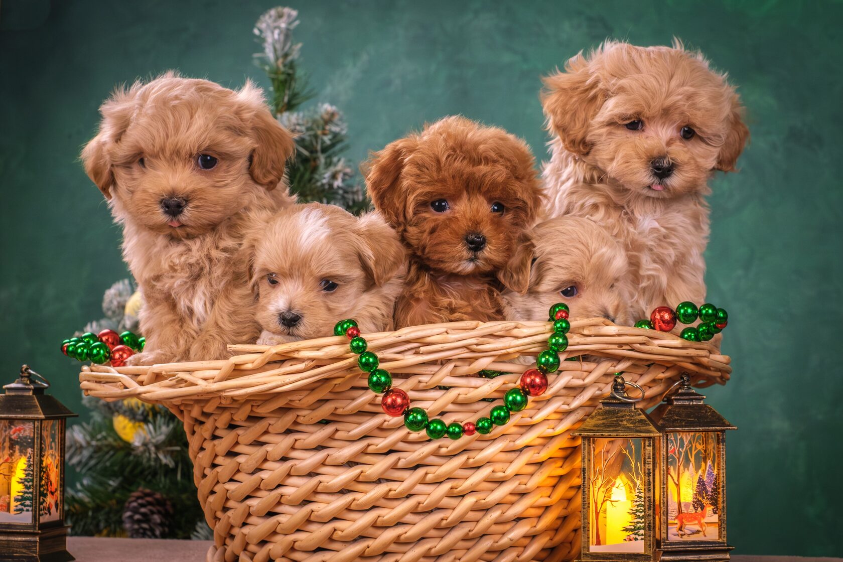 мальтипу, maltipoo, мальтипу фото, мальтипу цена, купить мальтипу, щенок мальтипу, щенки мальтипу, maltipoo puppy, maltipoopuppy, мальтипу ф1, мальтипу ф2, мальтипу мини, мальтипу стандарт, окрасы мальтипу, красный мальтипу, мальтипу ред браун, карамельны