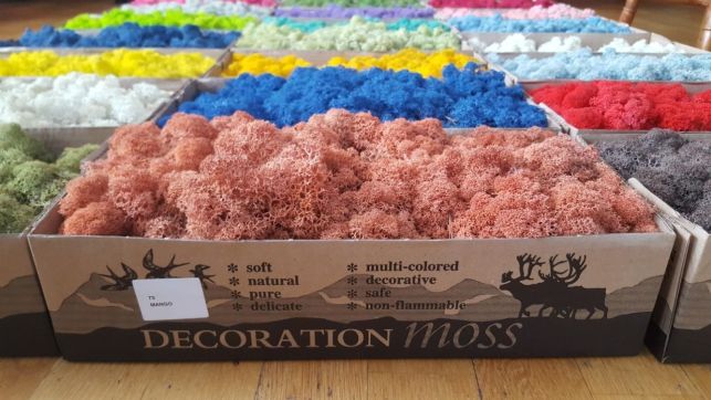 Стабилизированный норвежский мох (ягель)