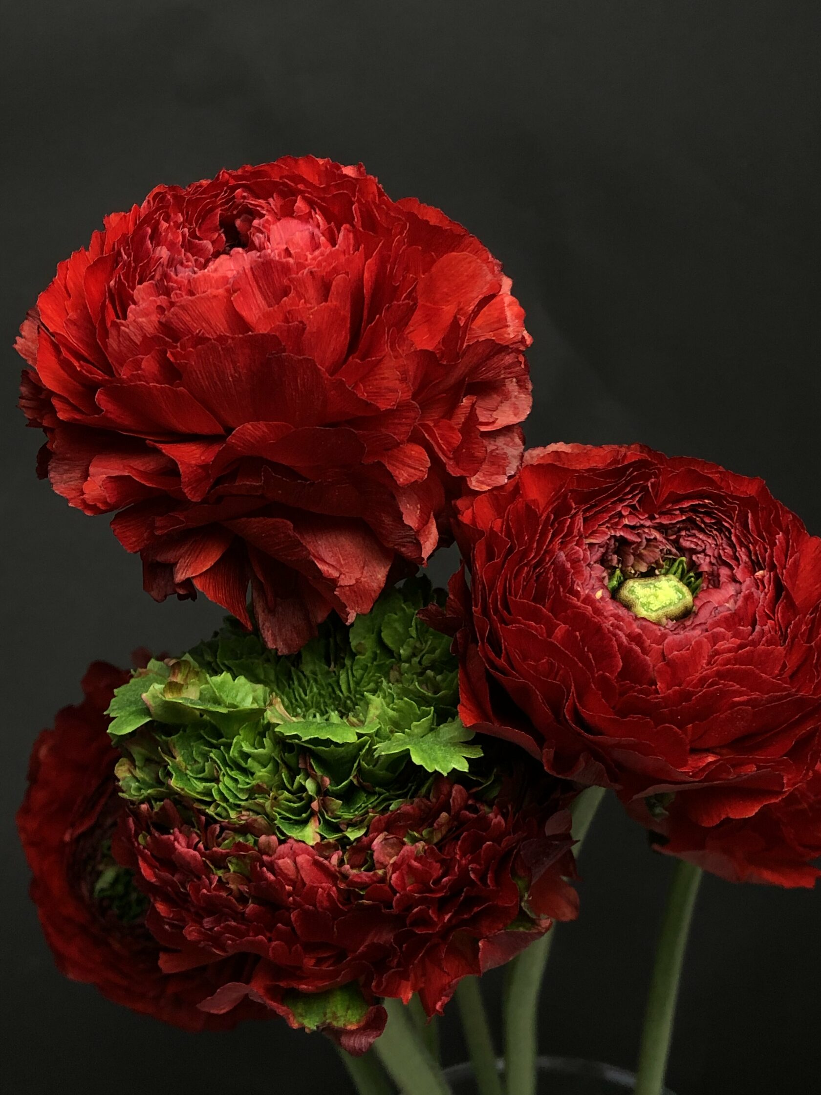 Ranunculus graminifolia